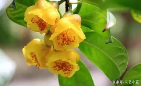 此花叫做什么花语的花（此花名价别什么意思）